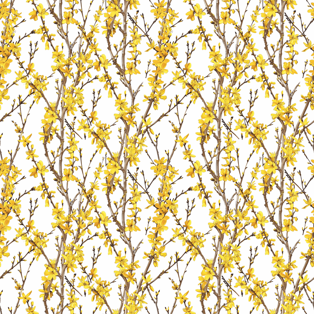 Forsythia Bushes